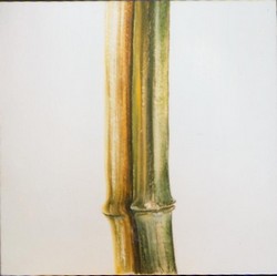 Bamboo by Brigitte Baert