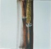 Bamboo by Brigitte Baert