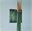 Bamboo by Brigitte Baert